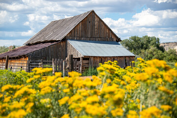 Abandoned weathered barn stable with yellow wildflowers wooden fence