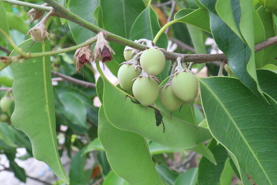 Mimusops elengi fruit on plant in nursery