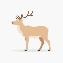 Fototapeta premium Deer Antlers Wildlife Forest Nature