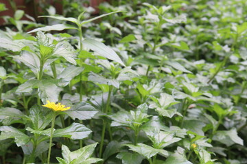 Obraz premium sphagneticola trilobata flower plant on nursery