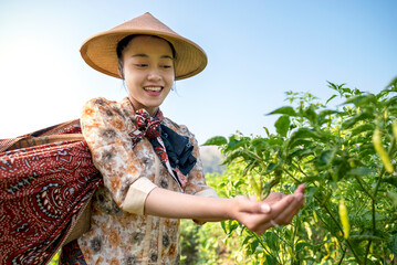 An Indonesian farmer girl is picking chili in a field