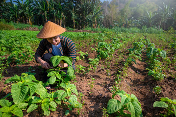 An Indonesian farmer man is working in a field of water spinach plants