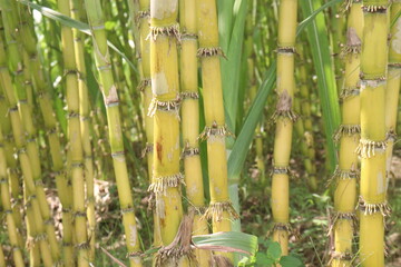 Obraz premium sugarcane plant on farm for harvest