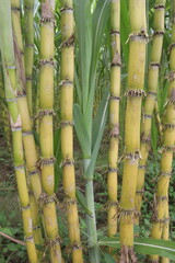 Fototapeta premium sugarcane plant on farm for harvest