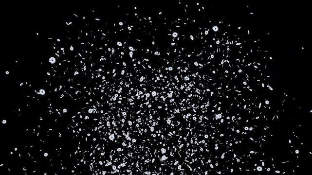 Explosi&oacute;n de flores blancas desde el centro de la pantalla. White flower explode