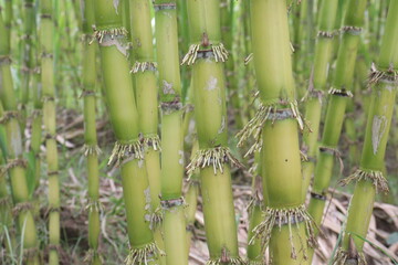 Obraz premium sugarcane plant on farm for harvest