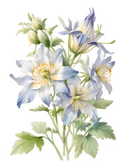 Columbine Watercolor Flower Plant Nature Art 