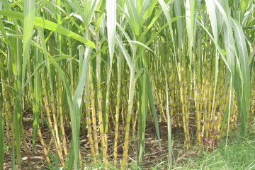 sugarcane plant on farm for harvest