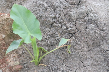 Taro Plant on farm for harvest