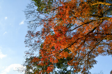 紅葉の木と秋の青空