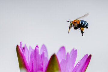 Super macro photo of Spider, butterfly caterpillar, Bee, Insects and Other animals in nature.