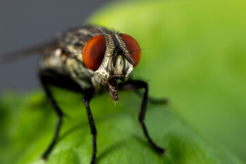 Super macro photo of Spider, butterfly caterpillar, Bee, Insects and Other animals in nature.