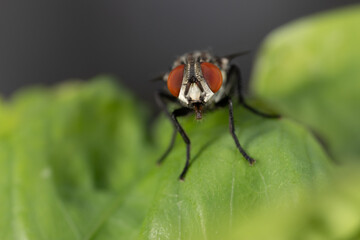 Super macro photo of Spider, butterfly caterpillar, Bee, Insects and Other animals in nature.