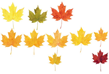 a lineup of individual maple leaves progressing through the autumnal color spectrum, each with distinct lobes and stems, digitally rendered on a transparent background.