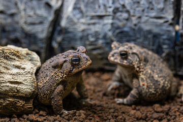 ナンブヒキガエルのアップ