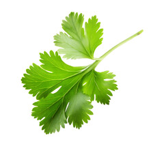 Falling Coriander leaf  on transparent background, png
