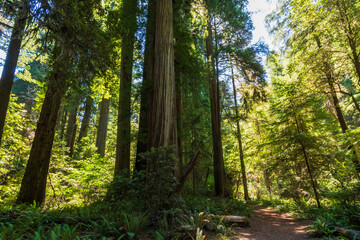 Redwood National Park, California in Summer