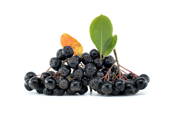 Fresh black chokeberry berries with green and orange leaves isolated on white background