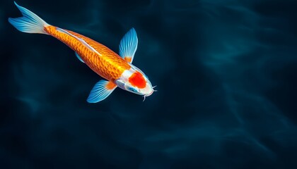 A vibrant koi fish gracefully swims in a serene pond, showcasing its stunning colors and textures against a tranquil water background.
