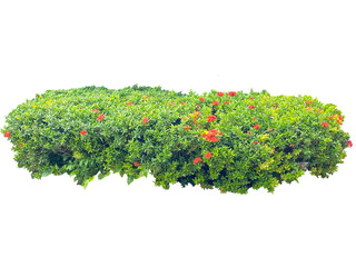 Green shrub flowers in the garden