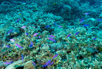 Pristine reef scenic with Acropora corals, Acropora echinata, and purple queen antiases, Pseudanthias pascalus, Raja Ampat Indonesia.