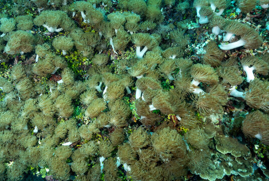 Stalked pulse corals, Xenia sp., Raja Ampat Indonesia.