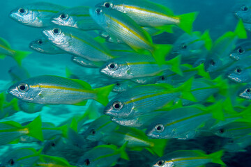 Schooling brownstripe snapper, Lutjanus vitta, Raja Ampat, West Papua, Indonesia