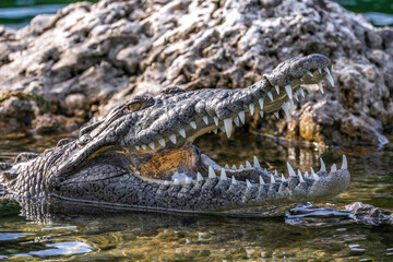 alligator in the everglades