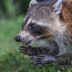 close up of a raccoon
