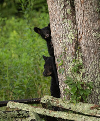 Black Bear Cub in Great Smoky Mountains National Park © Harry Collins