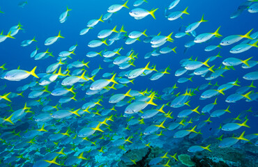 Yellowtail fusiliers, Caesio cuning, Raja Ampat Indonesia.