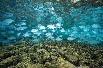 Topsail drummer school, Kyphosus cinerascens, Raja Ampat Indonesia.