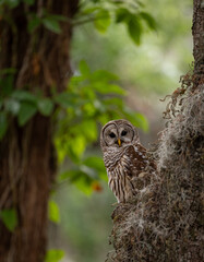 Obraz premium A barred owl in central Florida 