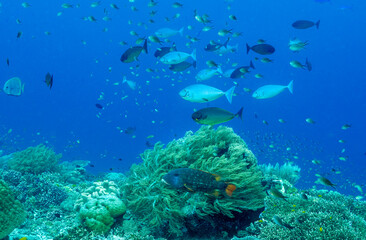 Reef scenic with sleek unicornfishes, Naso hexacanthus, Raja Ampat Indonesia.