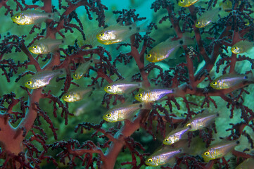 Yellowmouth cardinal fishes, Archamia goni, Raja Ampat Indonesia.