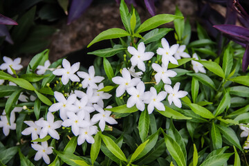 Top view white sampaguita jasmine officinale blossom blooming in garden summer scenic green leaf fence background