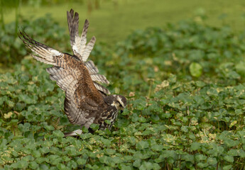 Fototapeta premium A snail kite in Everglades National Park, Florida