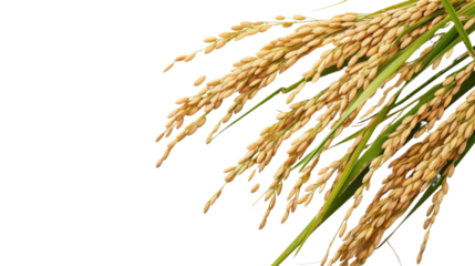 Paddy rice isolated on white background
