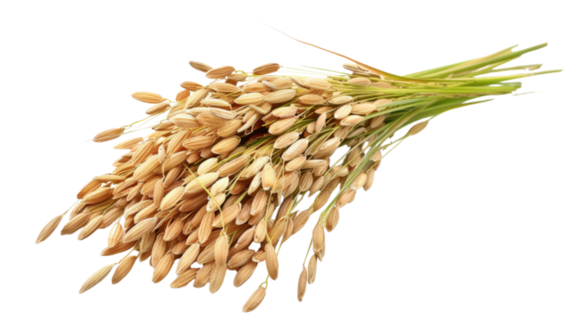 Paddy rice isolated on white background