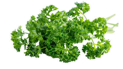 Obraz premium Parsley leaf isolated on white background