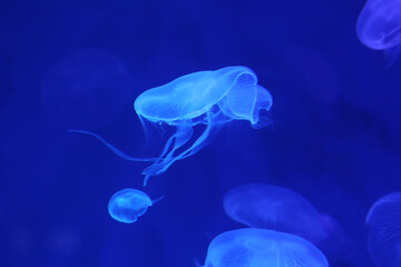 Small jellyfish or medusa of  bright blue color.