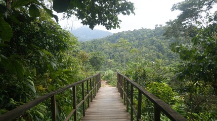 Fototapeta premium Wooden Bridge Through Lush Rainforest Landscape