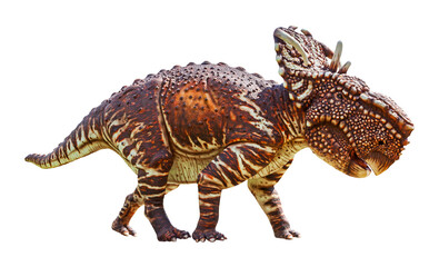 Pachyrhinosaurus is a herbivore genus of Centrosaurine Ceratopsid dinosaurs from the Late Cretaceous period. Pachyrhinosaurus has a transparent background.