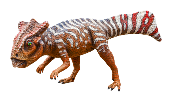 Koreaceratops is a herbivore genus of basal ceratopsian dinosaurs discovered in Albian-age Lower Cretaceous rocks of South Korea. Koreaceratops has a transparent background.