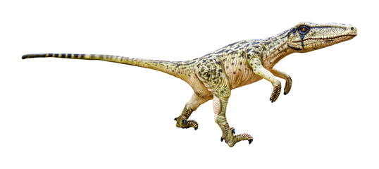 Dromaeosaurus is a carnivore genus of theropod dinosaur that lived during the Late Cretaceous period. Dromaeosaurus has a transparent background.