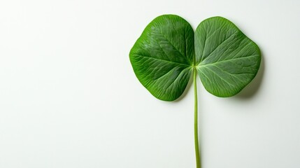 Green Leaf on White Background