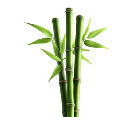 Obraz premium Green bamboo stalks and leaves, cut out