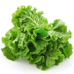 Fresh green leafy lettuce with a dusting of dirt.