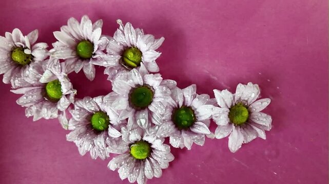 The white flowers of chrysanthemums move in the water. Tiny chrysanthemum flowers float in the water. White chrysanthemum flowers on magenta background. Concept of romance, wedding day, Valentine's