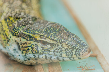 Closeup of monitor lizard ( genus Varanus, family Varanidae) behind glass in Gyeongju, South Korea.